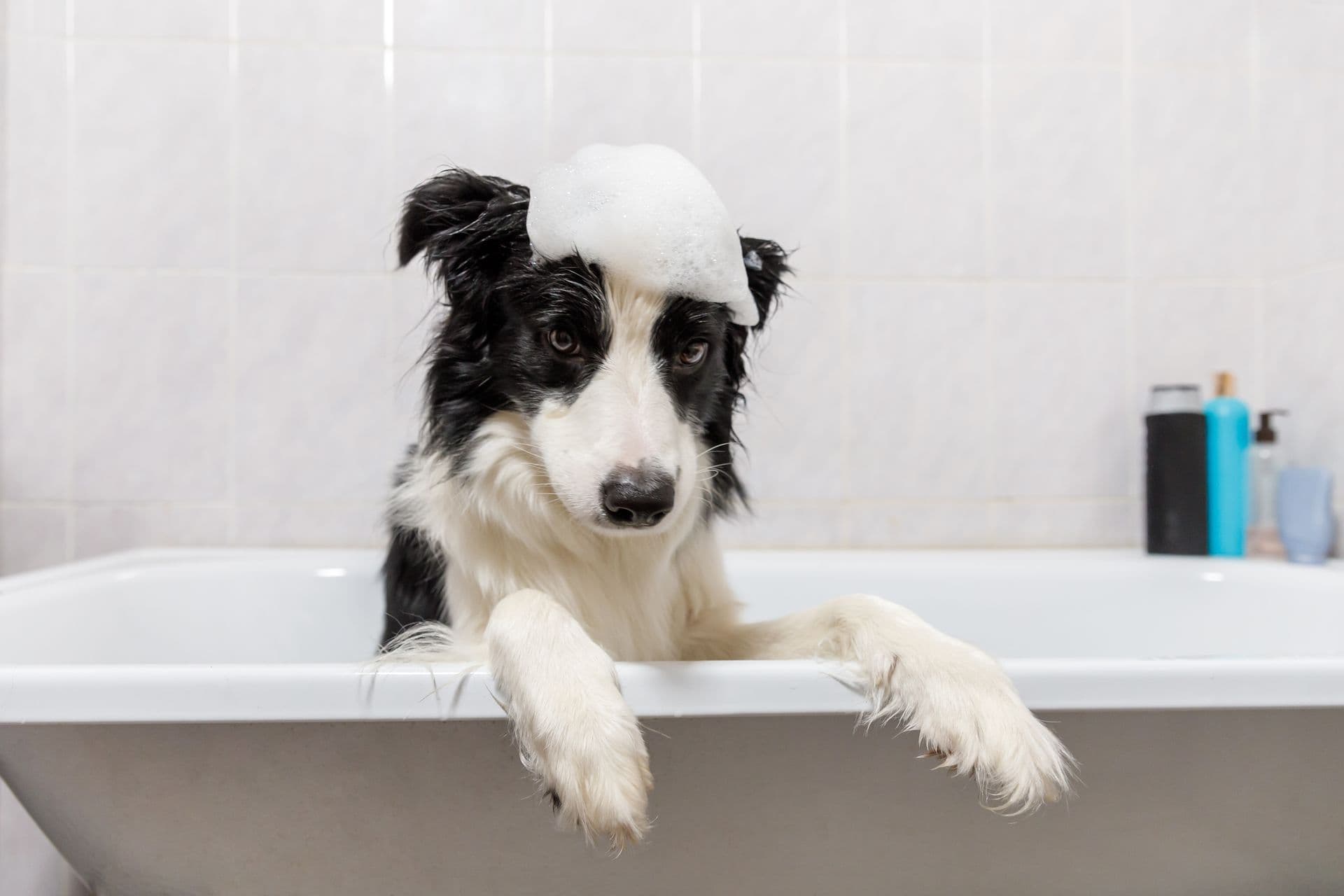 fewa-main- dog-bath.jpg